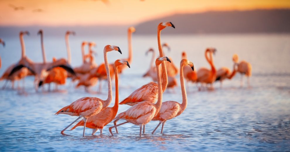 La valoración de la cartera FlamingoDAO NFT alcanza los 1.000 millones de dólares