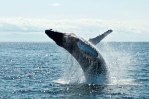 Bitcoin Ethereum Whales And Sharks