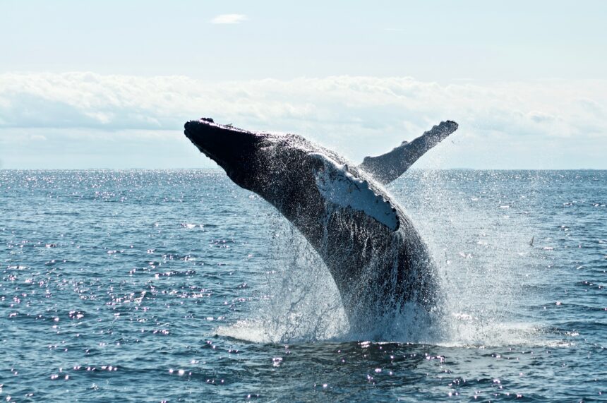 Las ballenas van en juerga de compras de $ 1.4B